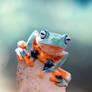 Java gliding tree frog