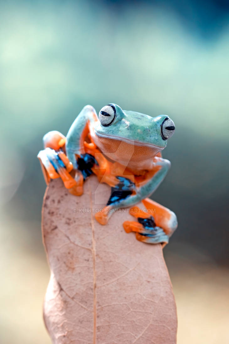 Tree Frog Snail Java Java gliding tree frog by kuritoo on DeviantArt