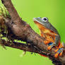 Javan Gliding Tree Frog