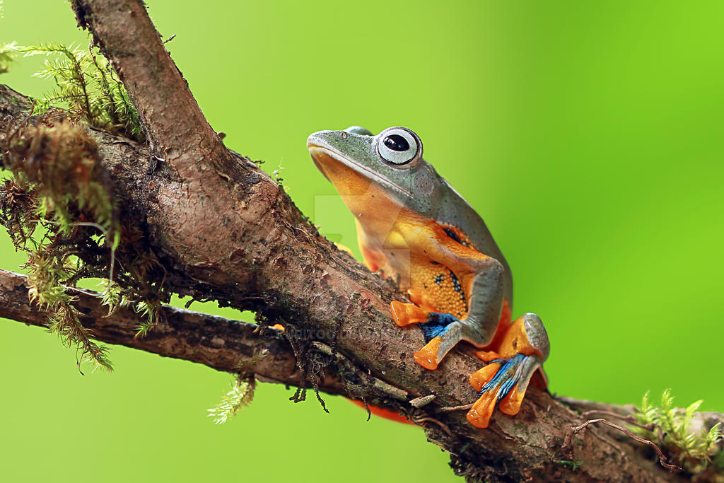 Tree Frog Snail Java Javan Gliding Tree Frog by kuritoo on DeviantArt