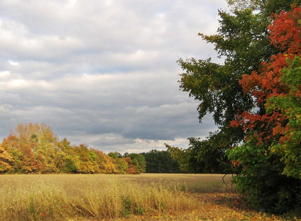 Autumn Field XIV by Resource-Central on DeviantArt