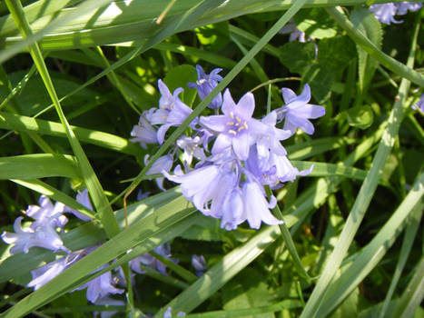 hidden bluebells