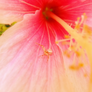 Spider in a flower