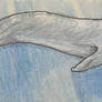 Blue Whale