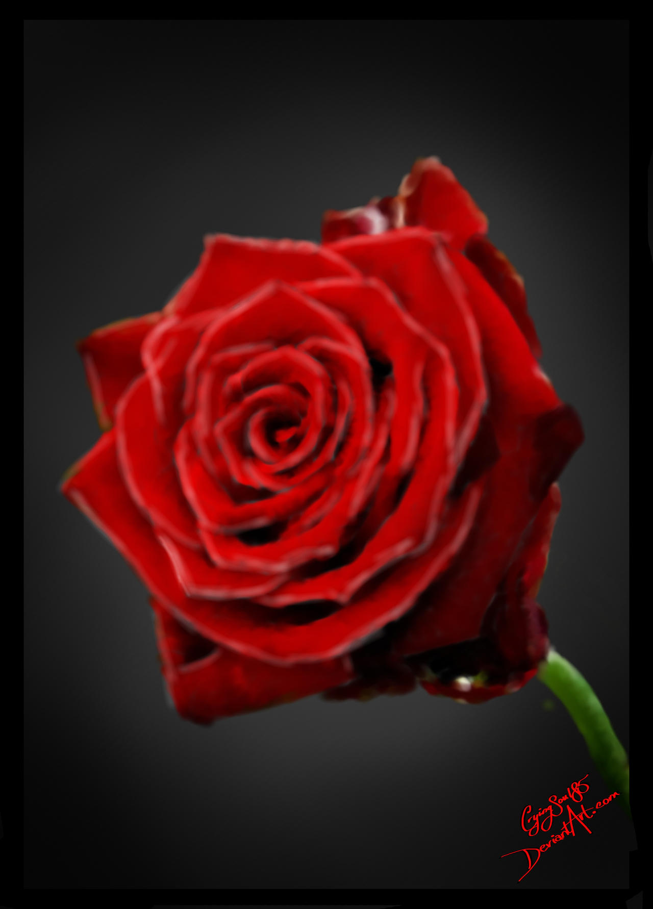 rose for ciulamix