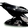 The Raven