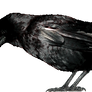 Raven
