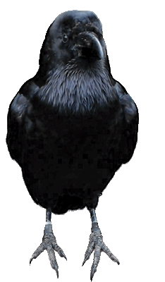 The Raven II