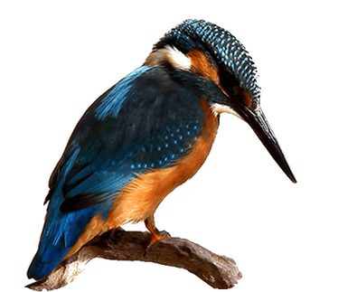 Kingfisher II