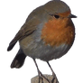 Robin