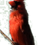 Northern Cardinal