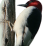 Woodpecker