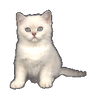 kitty