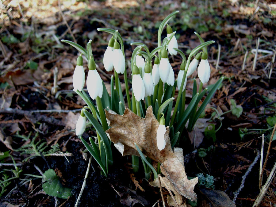 Snowdrops