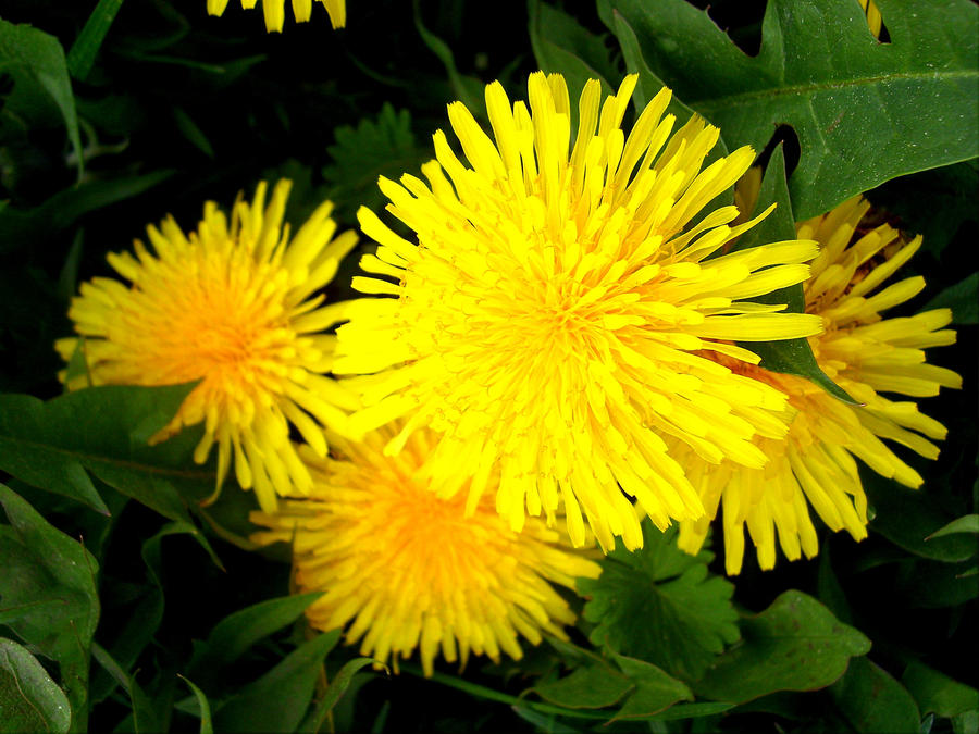 dandelions