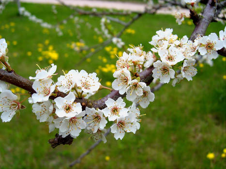 plum blossoms