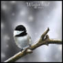 Winterbird