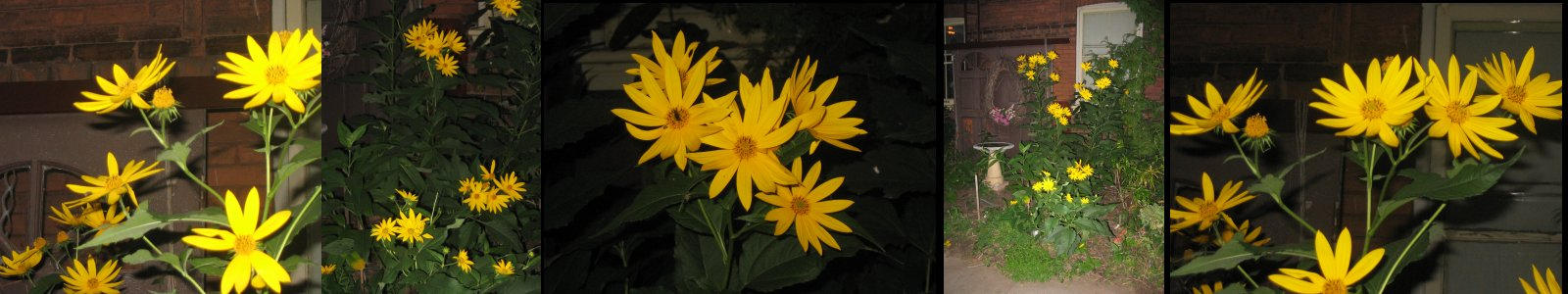 Sunshine Coloured Flowers
