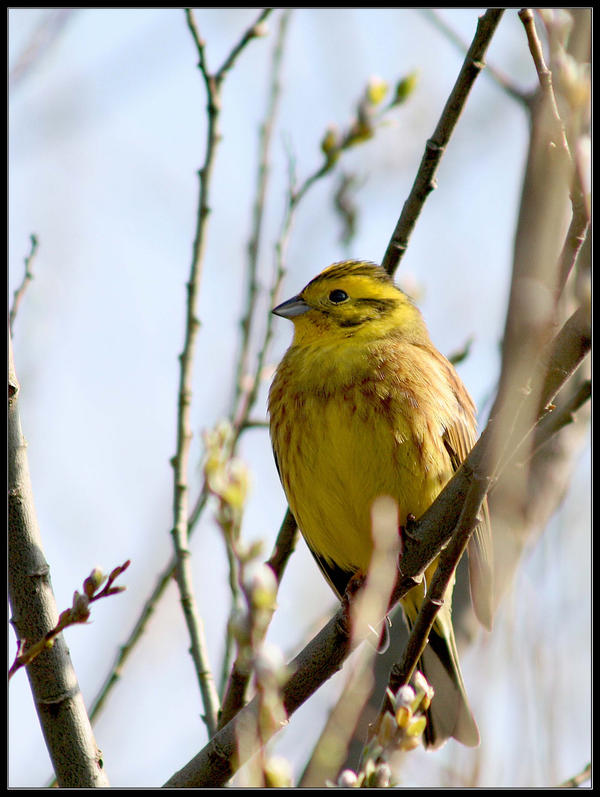 Yellowhammer