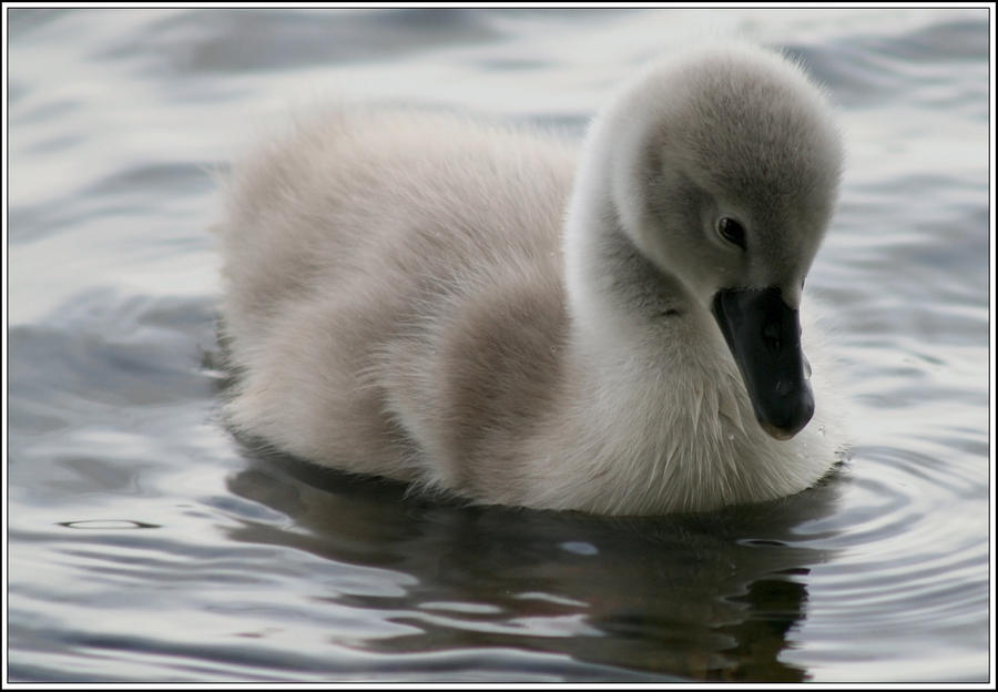 Cygnet