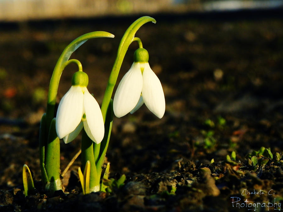 Snowdrop