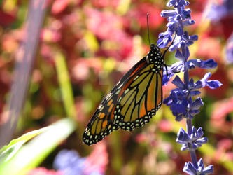 Flowering Butterfly