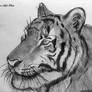 Tiger Portrait-Remake