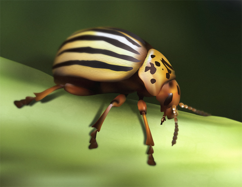 Gradient Mesh Beetle