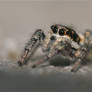 Jumping spider (full size)