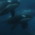 Orca ~ Dive