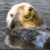 Rub Rub Rub ~ Sea Otter