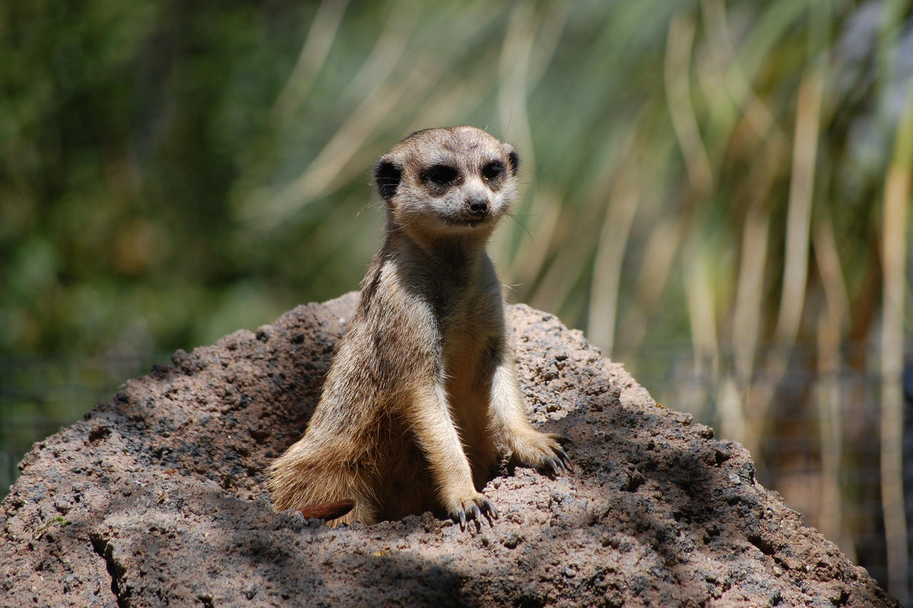 Meerkat 2