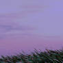Sunset cropped