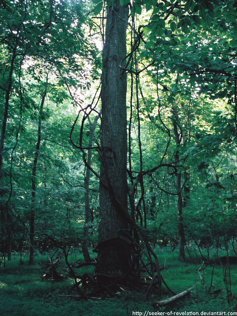 GPF - Vine-covered tree