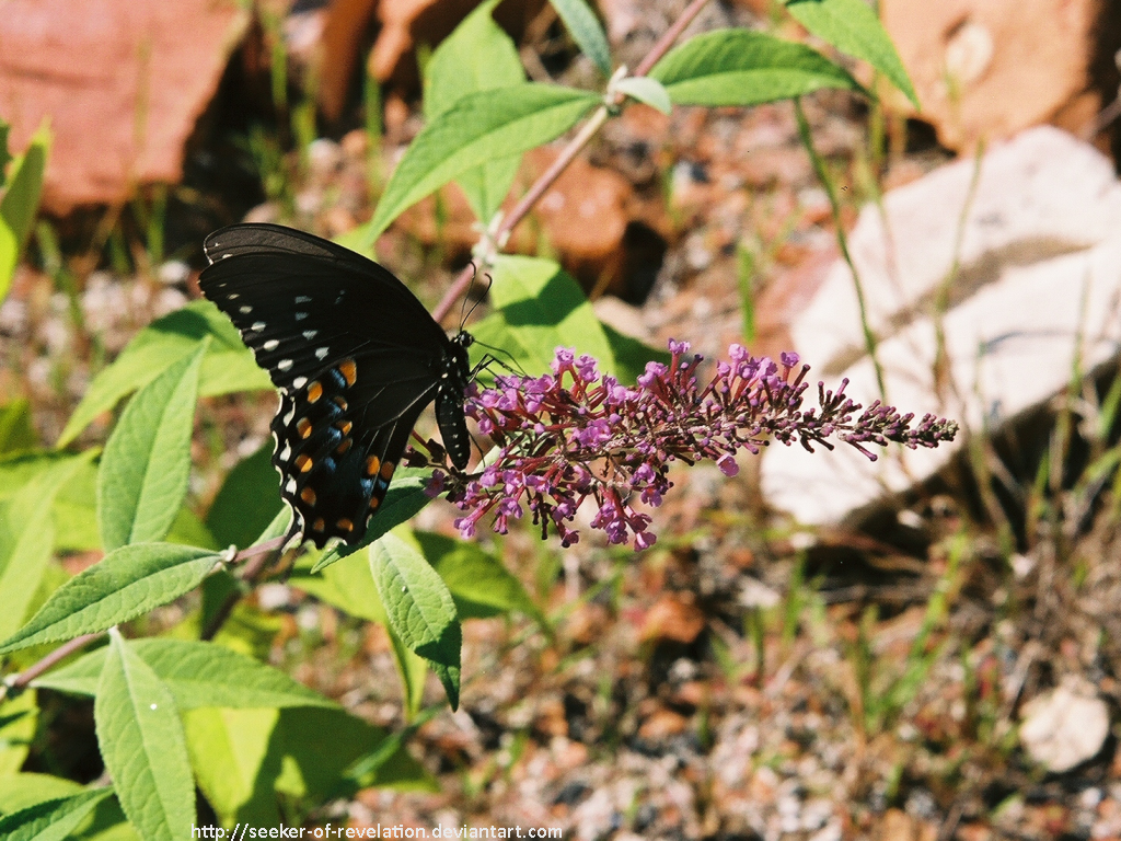 HH - Flutterby on a flower