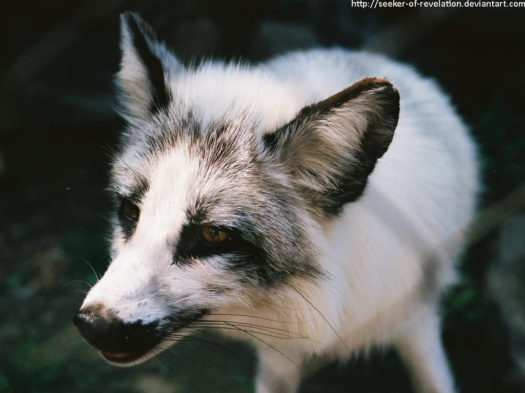 Zoo - Arctic fox