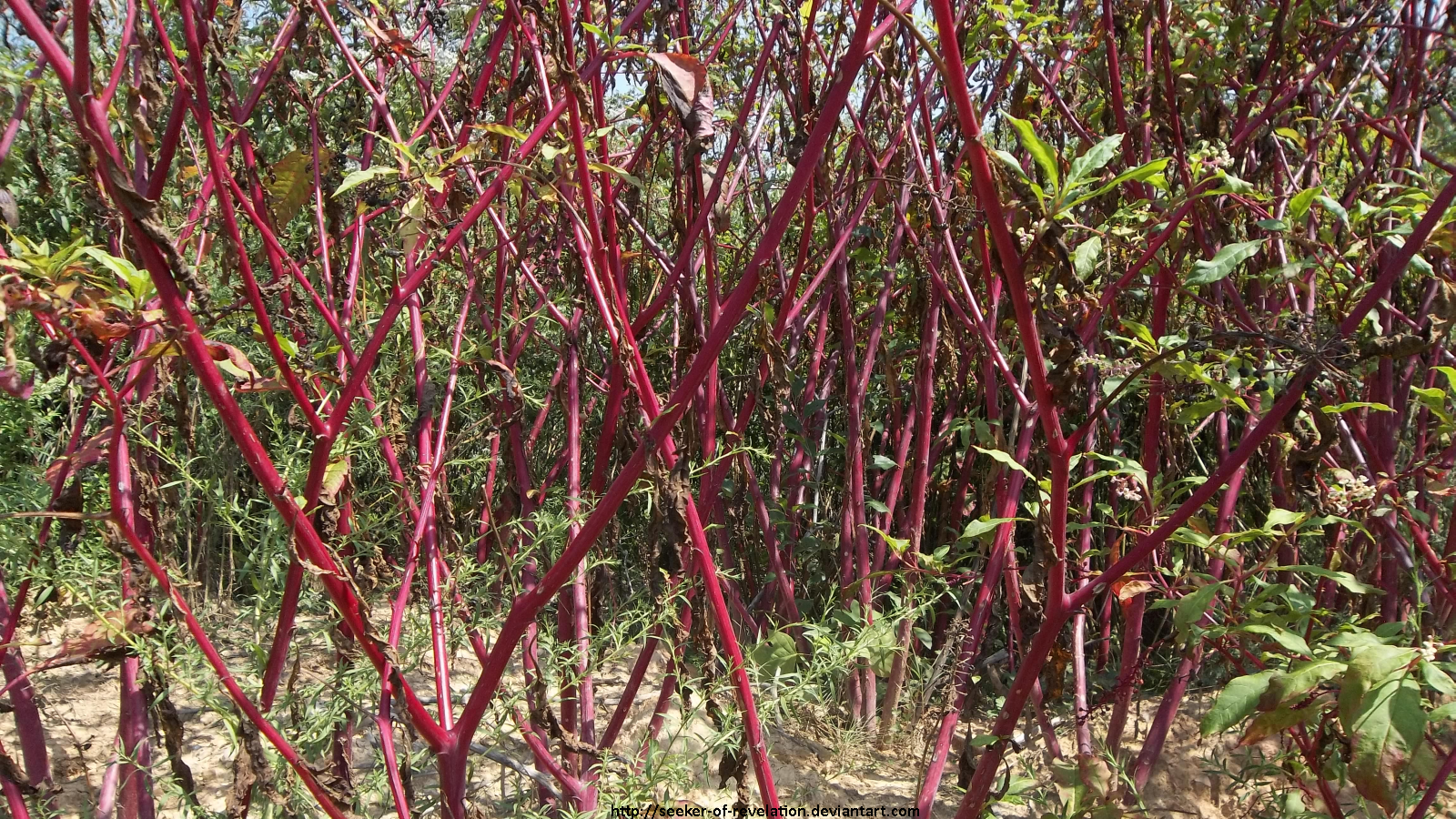 Pokeweed forest