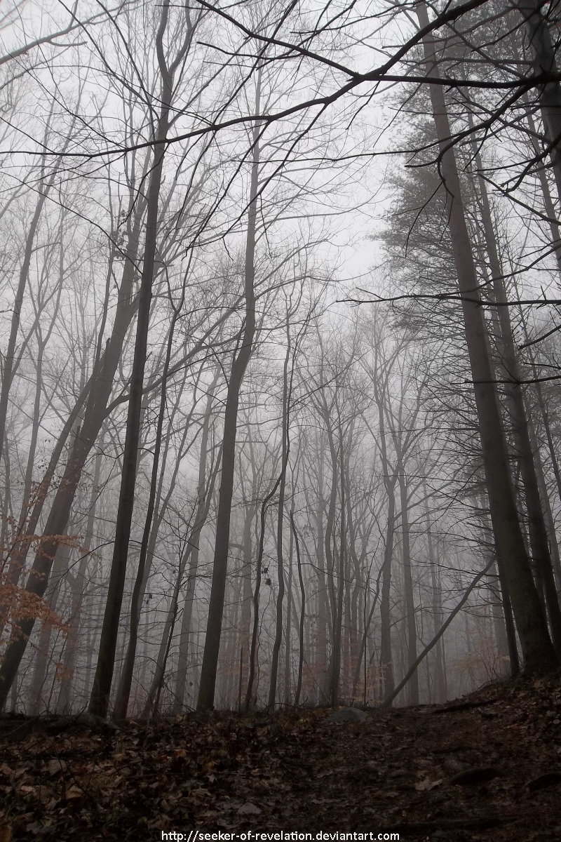 Misty forest trail