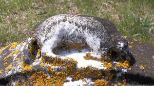 Yellow lichen lamb