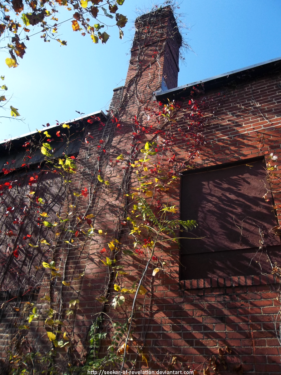 Autumn vines