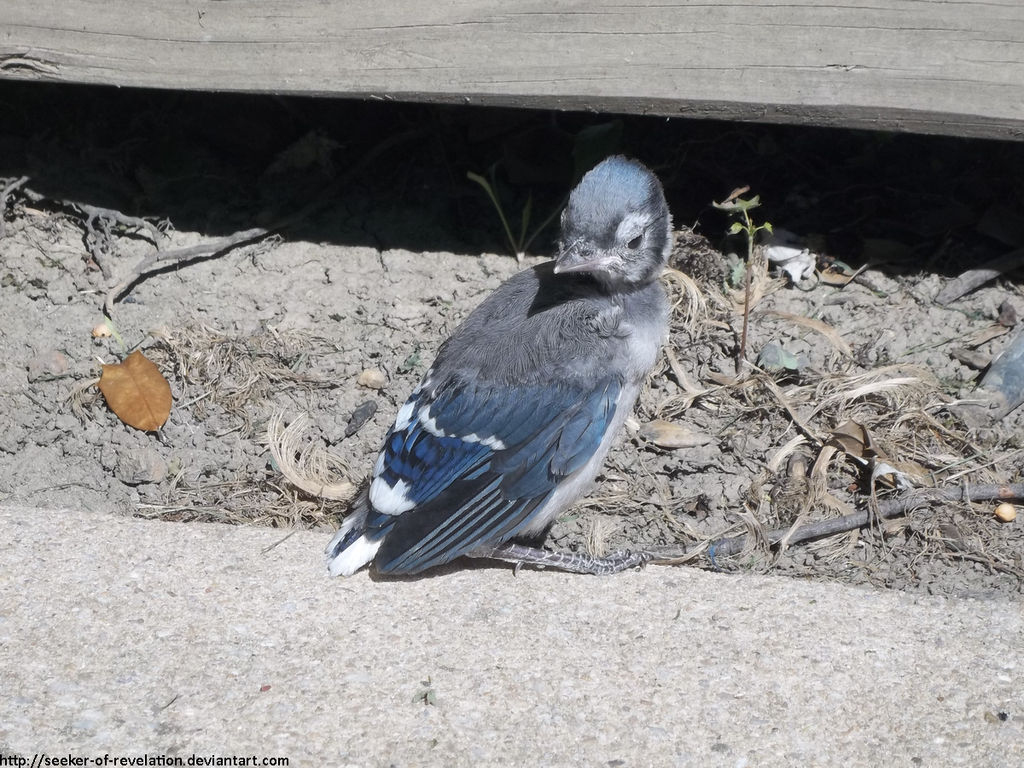 Blue jay fledgeling by NickACJones
