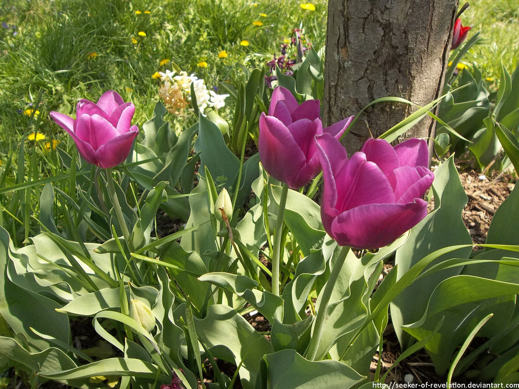 Purple tulips by NickACJones