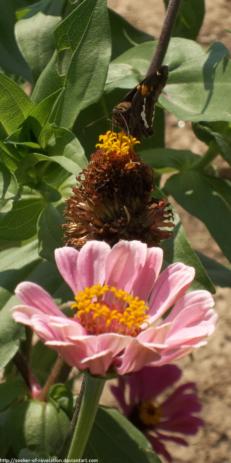 Pollinator by NickACJones