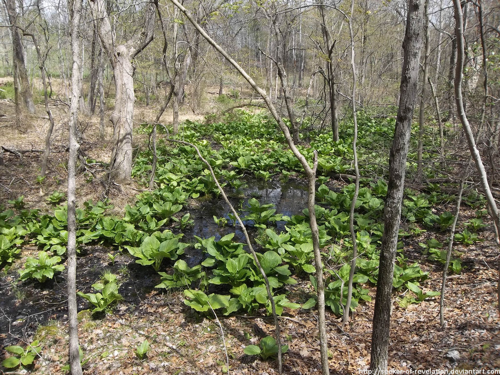 Spring swamp by NickACJones
