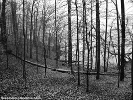 Winter at Loch Raven