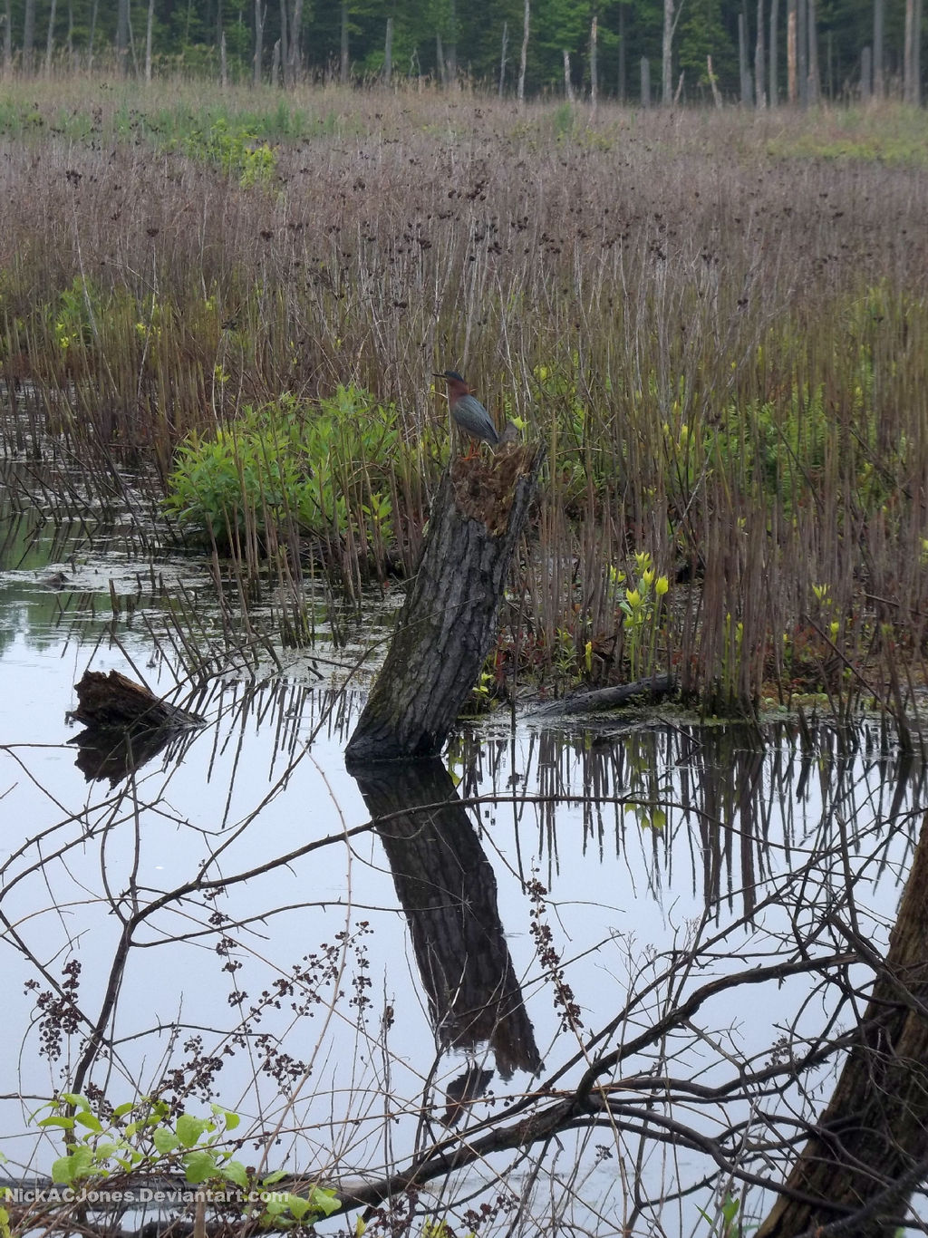 Green heron by NickACJones