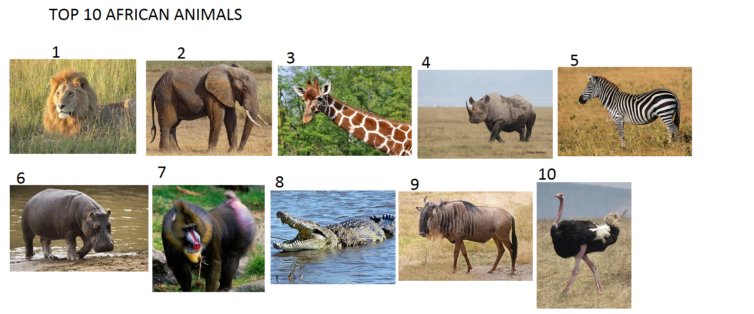 Top 10 African Animals by Gojirafan1994 on DeviantArt Top 10 African Animals by Gojirafan1994 on DeviantArt