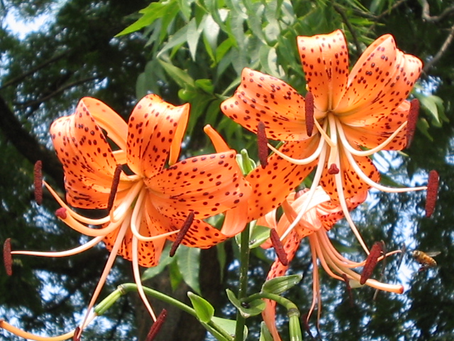 Tiger Lily