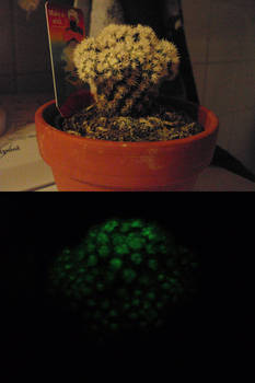 My new cactus