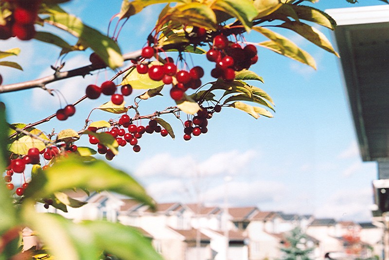 Cherry branch